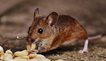 integrated-pest-management-ipm Experts in Baldwin